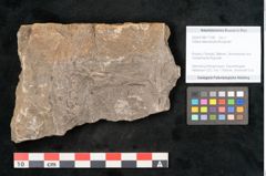 Foto (Objekt + Etikett) von Voltzia heterophylla Brongniart (NHMW-GEO-2024-0188-11128)